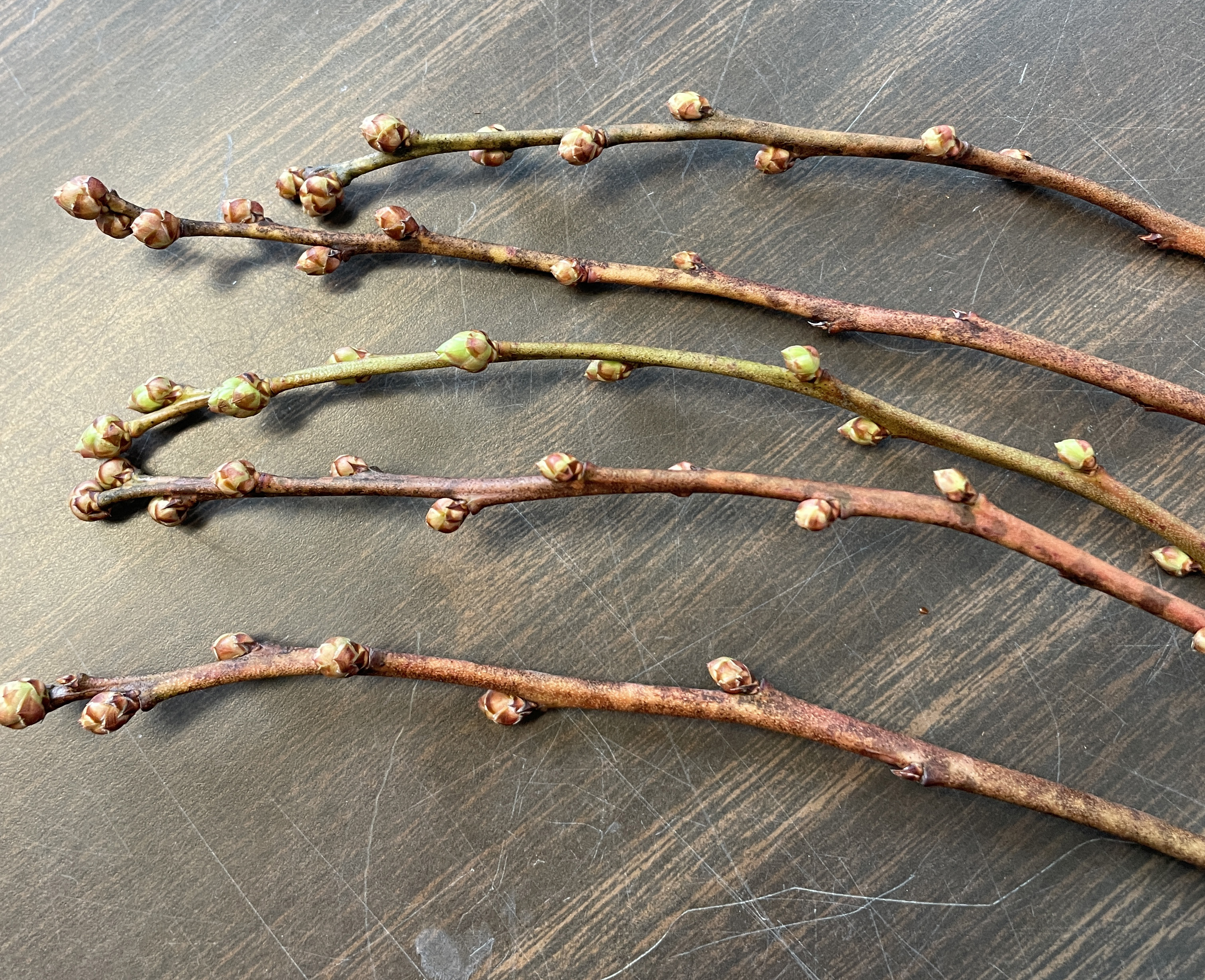 Blueberrybuds swelling